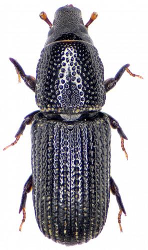 Brachytemnus porcatus